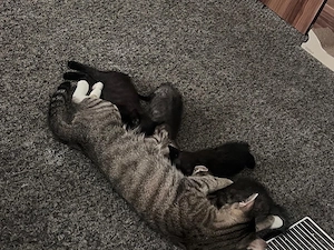 meine geliebten 2 katzen 