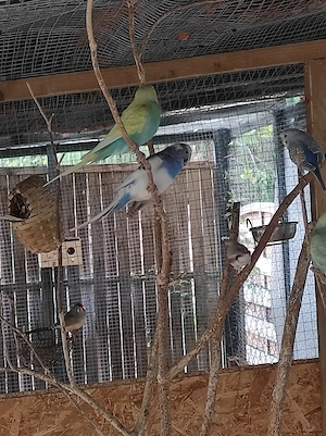 Wellensittiche, Rainbow 