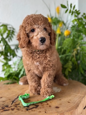    Goldendoodle F1b Medium Welpen   kleine Herzen suchen ihr Zuhause     