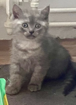 BKH Kitten Junge Smoke Tabby lieb