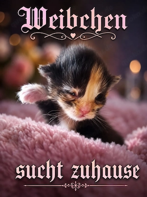 Zuckersüße Maine Coon Kitten Bild 3