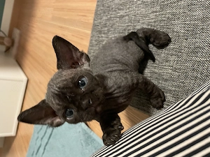 Kitten Katze Devon Rex Sphynx 