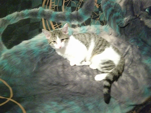 Katzenbabys suchen zu Hause