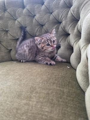 Wunderschöne Britisch Kurzhaar Kitten (Golden Tabby) suchen ein neues Zuhause