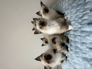 Heilige Birma Katzenbabys