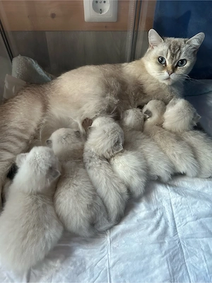 BKH Kitten