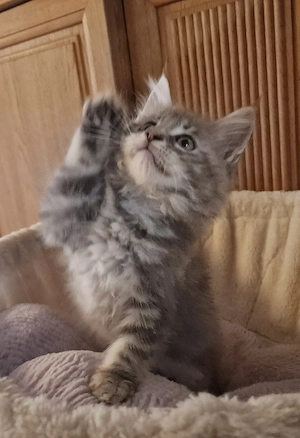 Maine Coon Kitten