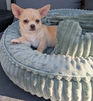 Wunderschöne Chihuahua Welpen in KH
