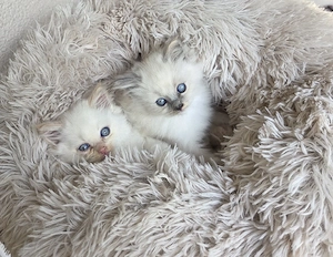 2 von 4 Perser Kinder suchen Kuschelpersonal ab Ende September 