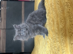 Wunderschöne Edel-Mix-Kitten suchen ein liebevolles Zuhause 