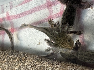 Axolotlnachwuchs aus liebevoller Hobbyzucht abzugeben 