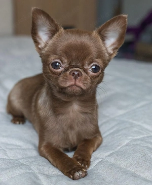      Chihuahua-Welpen suchen liebevolle Familien
