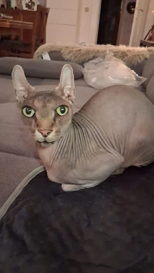 Sphynx-Kater gesucht ca. 5 Jahre als Begleiter für unseren Elf-Sphynx der seinen Gefährten verlor