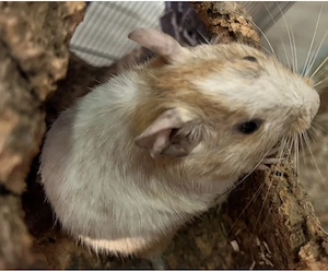 Degu Kumpels suchen liebevolles Zuhause 
