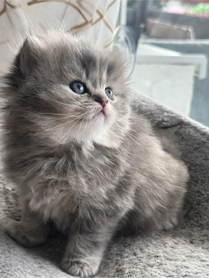 BLH Kitten