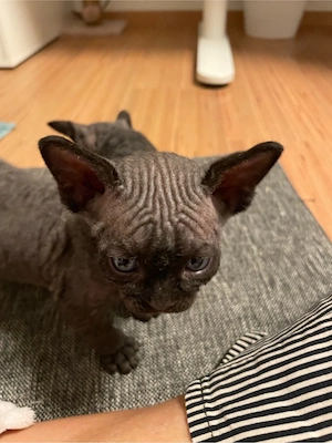 Kitten Katze Devon Rex Sphynx