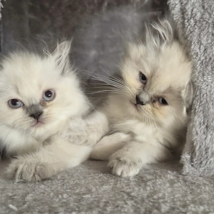 Heiligbirma Kitten Abgabebereit 