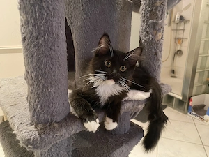 Drei wunderschöne Maine-Coon-Kitten suchen ein liebevolles Zuhause