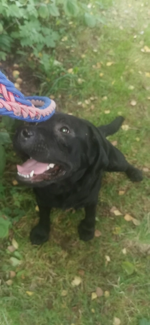Labrador Retriever 3 Jahre alt 