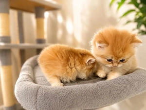 Zwei wunderschöne Golden Kitten aus einer exklusiven