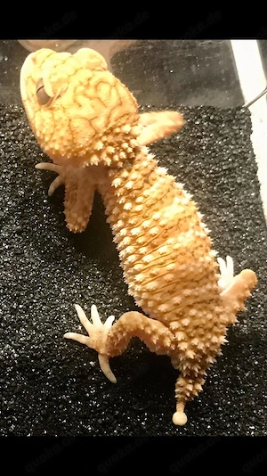 Zuchtpaar Nephrurus Amyae Hypo