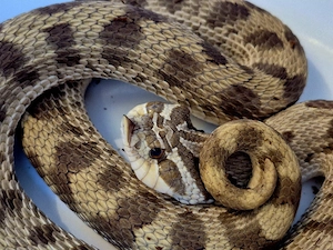 Heterodon nasicus Hakennasennatter Adulte Tiere Proven Breeder