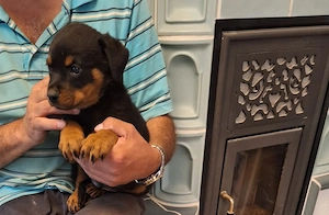 NOCH ein Schöner kräftiger Rottweilerwelpe