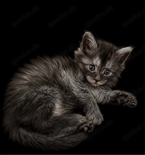 Black smoke Maine Coon Kitten sucht für immer Zuhause 