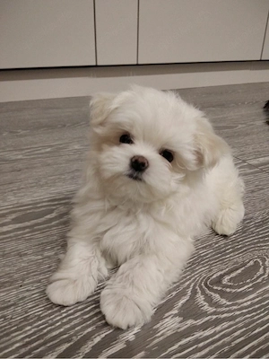 malteser bichon 