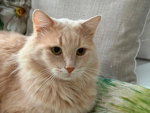 Vorsichtiger Bobi FIV+ sucht passendes Zuhause