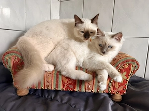 Abgabebereite extrem verschmuste und menschenbezogene liebevolle Heilige Birma Kitten