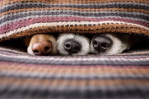 Suche einen Hunde Welpen.