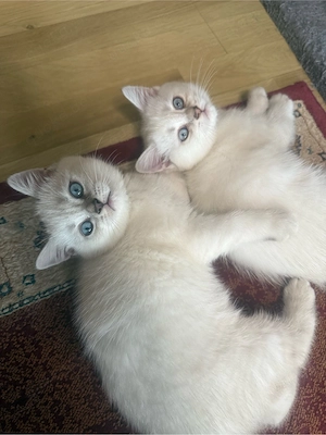 BKH Kitten Mädchen