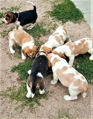 kräftige reinrassige Beagle Welpen suchen ein tierliebes neues zu Hause