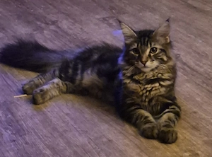 Bezauberndes Main Coon Mix Katerchen