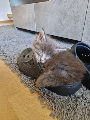 3 reinrassige Main Coon Baby's 