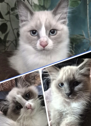 Siam   Siam-BKH Mix Kitten 14 W. jung
