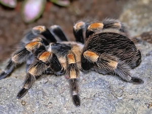 Mexikanische Rotknie-Vogelspinne ( Brachypelma smithi )