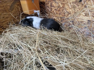 Meerschweinchen Weibchen 