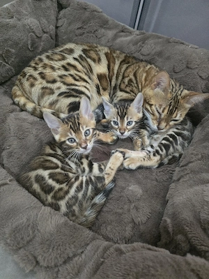 Reinrassige Bengal Kâtzchen