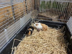 Meerschweinchen Böckchen 