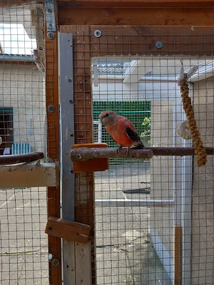 Suche  Bourkesittichhahn 