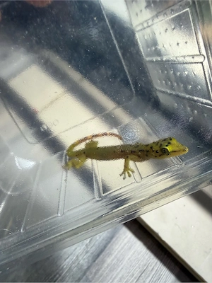 Pseudogekko smaragdinus
