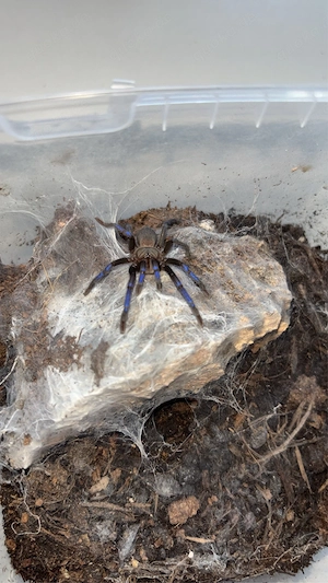 birupes simoroxigorum 0.1 3,5cm 
