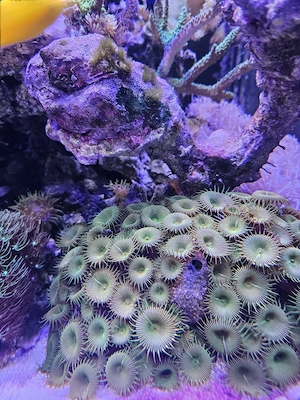 Zoanthus Krustenanemone Ableger   Meerwasser Koralle