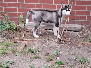 1 reinrassiger Siberian Husky Welpe *abgabebereit* Bild 2