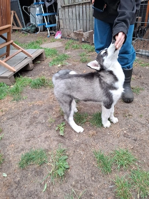 1 reinrassiger Siberian Husky Welpe *abgabebereit* Bild 3