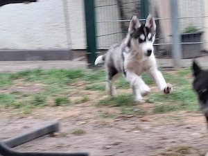 1 reinrassiger Siberian Husky Welpe *abgabebereit*
