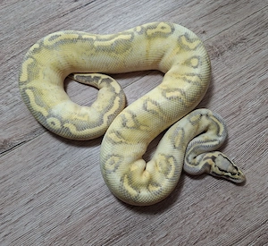 1.0 Super Pastel Super Gravel het Clown, Python Regius