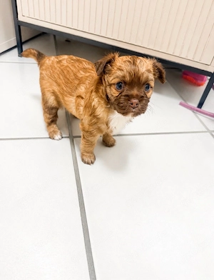 Zwei Chihuahua Rüden